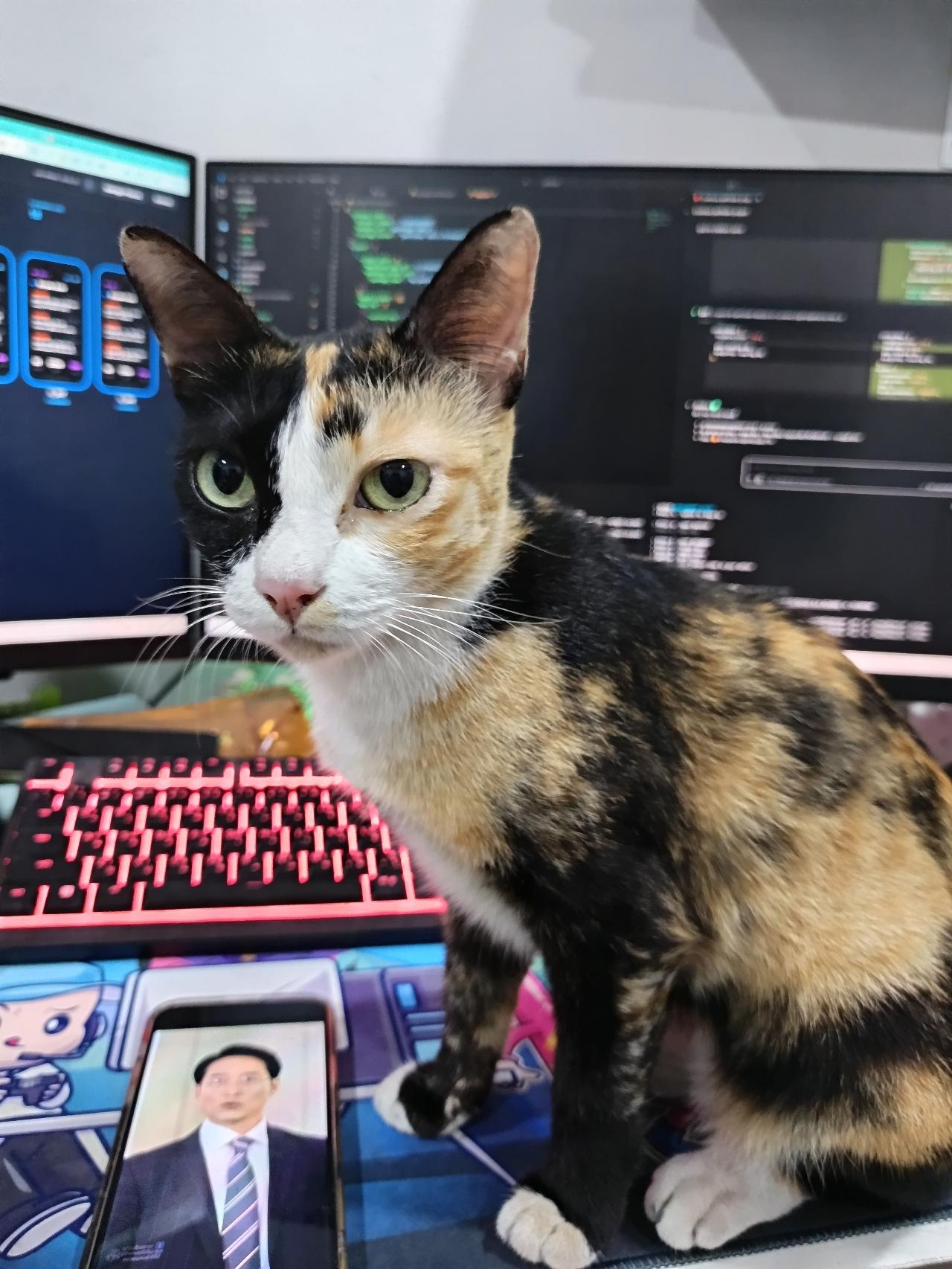 ไข่ปิ้ง - cat